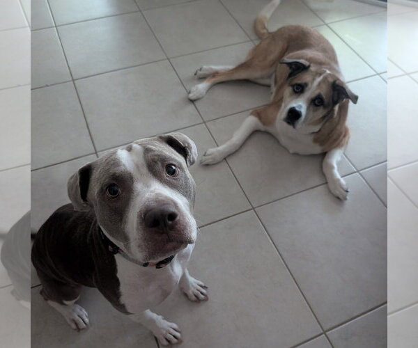 Medium Photo #3 Mutt Puppy For Sale in Miami, FL, USA