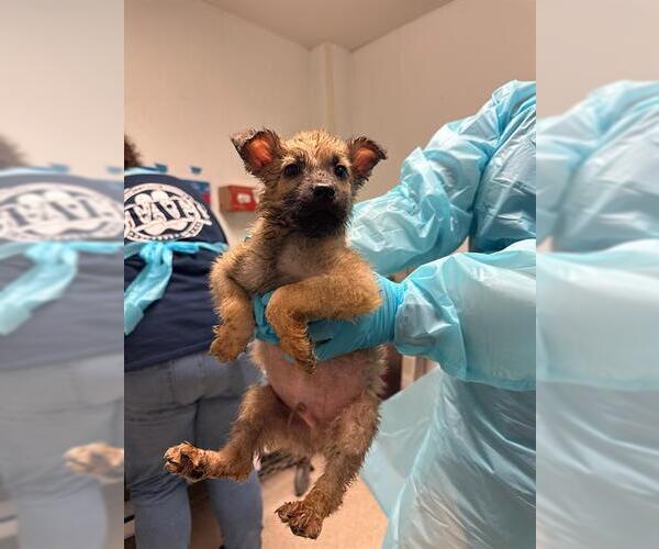 Medium Photo #1 Siberian Husky Puppy For Sale in Bakersfield, CA, USA