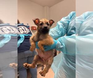 Siberian Husky Dogs for adoption in Bakersfield, CA, USA