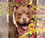Small #1 Staffordshire Bull Terrier Mix