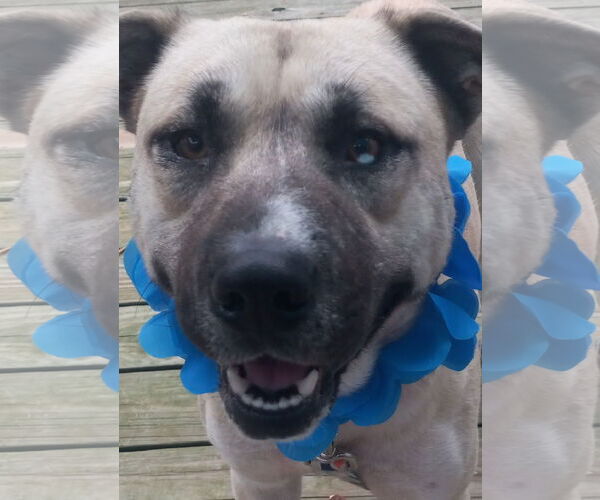 Medium Photo #2 Siberian Husky-Unknown Mix Puppy For Sale in Murfreesboro, NC, USA