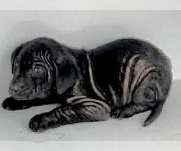Medium Photo #2 Labrador Retriever-Unknown Mix Puppy For Sale in Houston, TX, USA