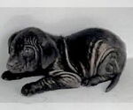 Small #1 Labrador Retriever Mix