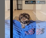 Small #1 Yorkshire Terrier