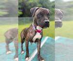 Small #3 American Pit Bull Terrier Mix