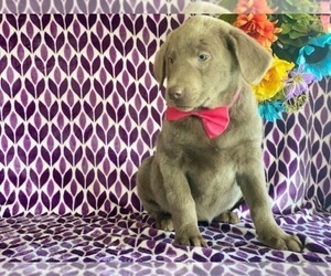 Labrador Retriever Puppy for sale in LANCASTER, PA, USA