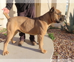 Small Photo #7 Cane Corso Puppy For Sale in APPLE VALLEY, CA, USA