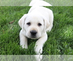 Puppy Dahlia Labrador Retriever