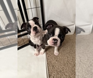 Boston Terrier Litter for sale in MORENO VALLEY, CA, USA