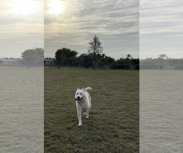Medium Photo #6 German Shepherd Dog Puppy For Sale in Plantation, FL, USA