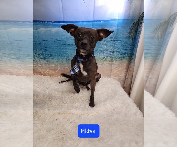 Medium Photo #2 Chihuahua-Unknown Mix Puppy For Sale in Metairie, LA, USA
