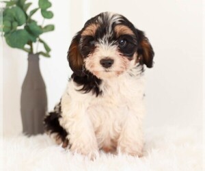Cavapoo Puppy for sale in KILLINGER, PA, USA
