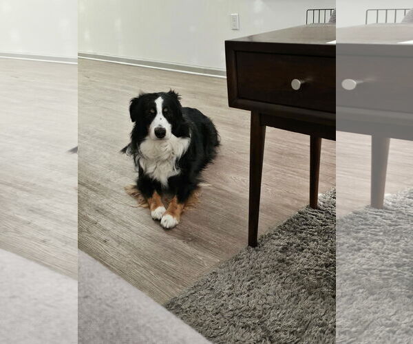 Medium Photo #4 Australian Shepherd Puppy For Sale in Doylestown, PA, USA