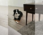 Small #3 Australian Shepherd