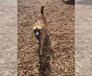 Mutt Dogs for adoption in Sparta, TN, USA