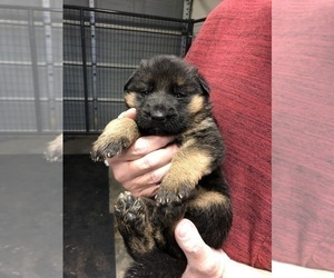 German Shepherd Dog Puppy for Sale in NEOSHO, Missouri USA