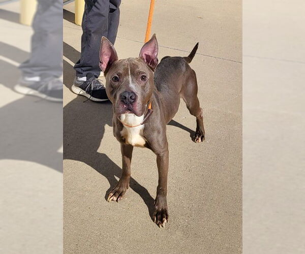 Medium Photo #1 Staffordshire Bull Terrier-Unknown Mix Puppy For Sale in Louisville, KY, USA