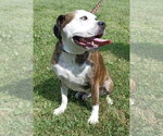 Small Photo #4 American Pit Bull Terrier-Unknown Mix Puppy For Sale in Germantown, OH, USA