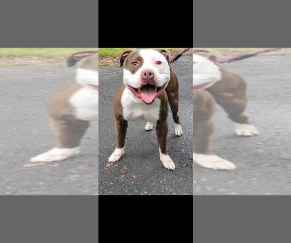 Medium Photo #1 American Pit Bull Terrier-Unknown Mix Puppy For Sale in EAST STROUDSBURG, PA, USA