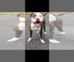 Small Photo #1 American Pit Bull Terrier-Unknown Mix Puppy For Sale in EAST STROUDSBURG, PA, USA