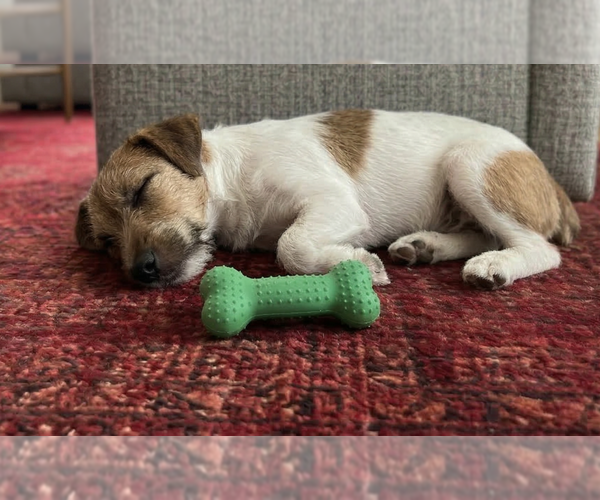 Medium Photo #3 Jack Russell Terrier Puppy For Sale in Grovertown, IN, USA