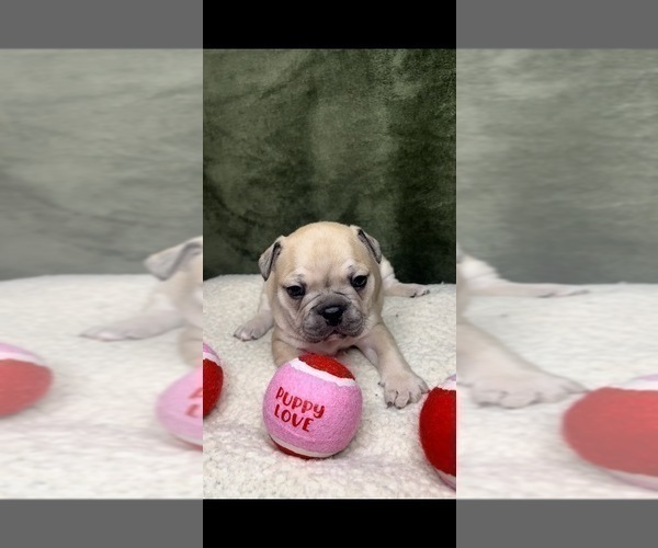 Medium Photo #4 French Bulldog Puppy For Sale in DETROIT, MI, USA