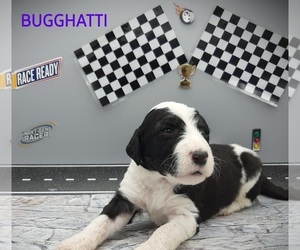 Saint Berdoodle-Sheepadoodle Mix Puppy for sale in MILLVILLE, MN, USA
