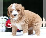 Small #9 Cavapoo