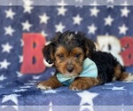 Small Photo #3 YorkiePoo Puppy For Sale in LANCASTER, PA, USA