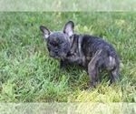 Small Photo #8 French Bulldog Puppy For Sale in CENTERVILLE, OH, USA