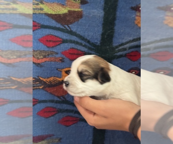 Medium Photo #11 Pembroke Welsh Corgi-Poodle (Miniature) Mix Puppy For Sale in LONGMONT, CO, USA