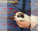 Small #10 Pembroke Welsh Corgi-Poodle (Miniature) Mix