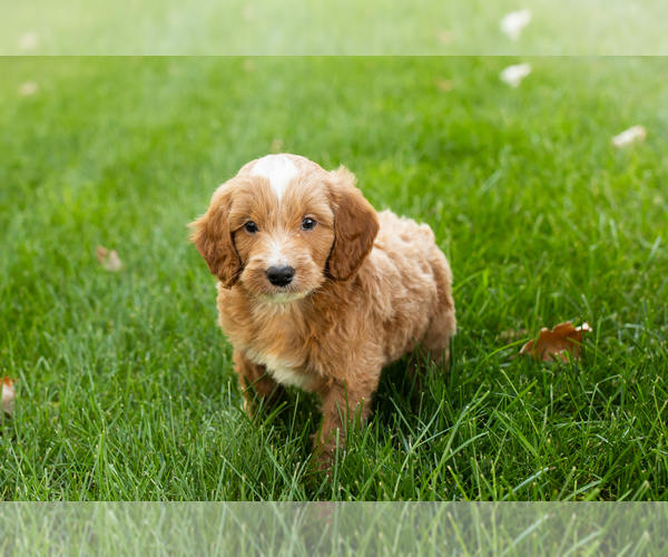 Medium Photo #22 Goldendoodle-Poodle (Miniature) Mix Puppy For Sale in NAPPANEE, IN, USA