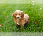 Small #21 Goldendoodle-Poodle (Miniature) Mix