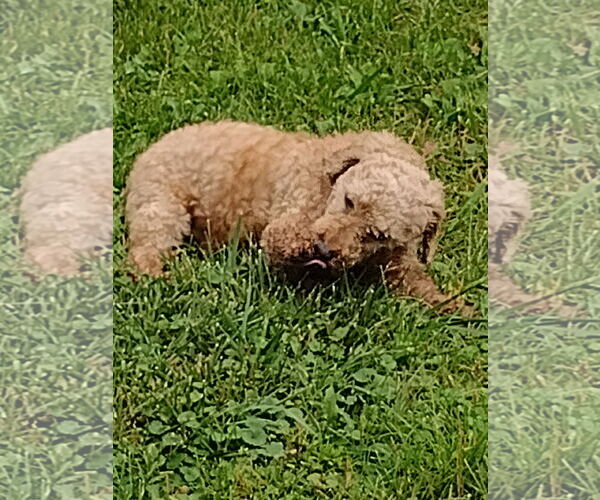 Medium Photo #3 Poodle (Miniature) Puppy For Sale in Wheaton, IL, USA