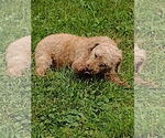 Small #2 Poodle (Miniature)