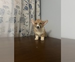 Small #55 Pembroke Welsh Corgi