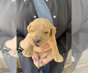 Goldendoodle Puppy for Sale in EHRHARDT, South Carolina USA