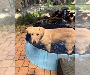 Jade - Female German Shepherd Dog-Great Pyrenees Mix Dog for Adoption - Photo #6
