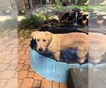 Small Photo #6 German Shepherd Dog-Great Pyrenees Mix Puppy For Sale in Dallas, TX, USA