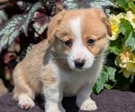 Small Photo #16 Pembroke Welsh Corgi Puppy For Sale in GOSHEN, IN, USA