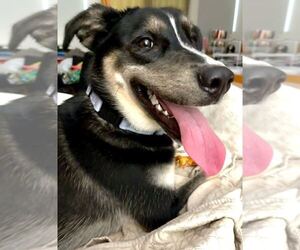 Honeysuckle - Female German Shepherd Dog-Unknown Mix Dog for Adoption - Photo #4