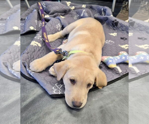 Medium Photo #2 Mutt Puppy For Sale in St. Louis Park, MN, USA