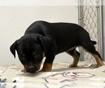 Small Photo #19 Carlin Pinscher Puppy For Sale in COBB, WI, USA