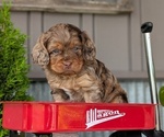 Small Photo #17 Cockapoo (Miniature) Puppy For Sale in GOSHEN, IN, USA