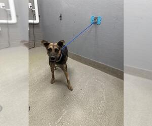 German Shepherd Dog-Unknown Mix Dogs for adoption in Las Vegas, NV, USA
