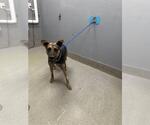 Small German Shepherd Dog Mix