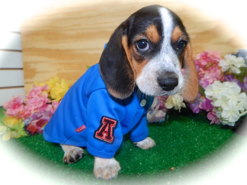 Medium Photo #1 Beagle Puppy For Sale in HAMMOND, IN, USA