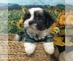 Puppy Bentley Shorkie Tzu