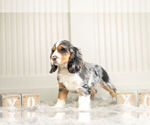 Small Photo #5 Cocker Spaniel Puppy For Sale in WARSAW, IN, USA